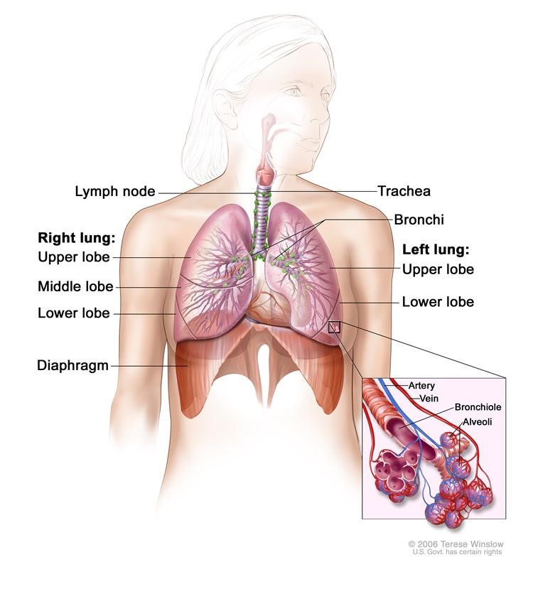 Cấu tạo phổi và các vị trí dễ ung thư ở phổi