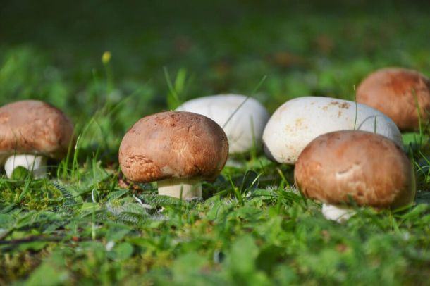 Nấm Agaricus chứa hàm lượng Beta-Glucan cao