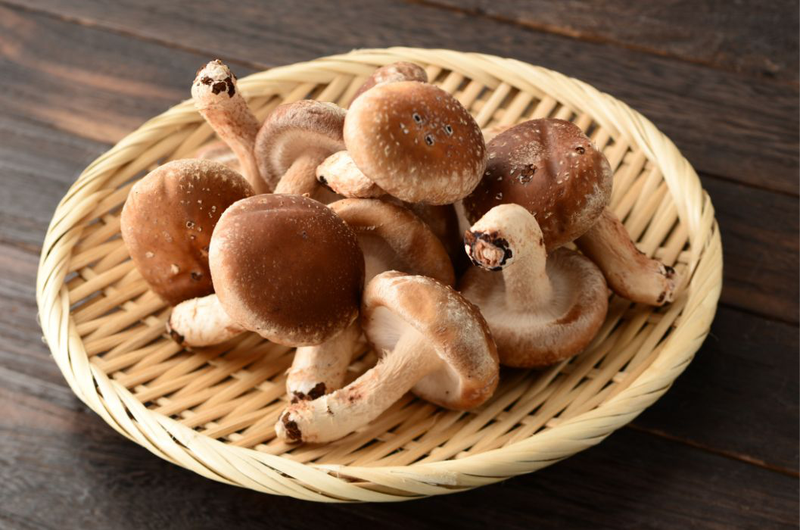 AHCC là một chiết xuất từ nấm shiitake Nhật Bản